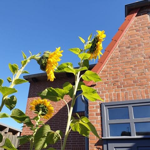 Restaurant "Zum Schwedenkönig" in  Gadebusch