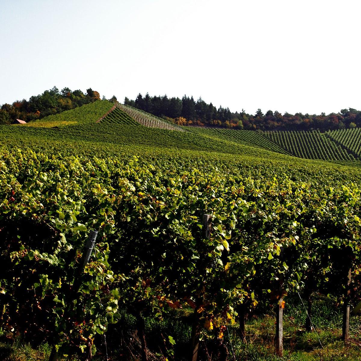 Restaurant "Weingut Schürmer" in  Ipsheim