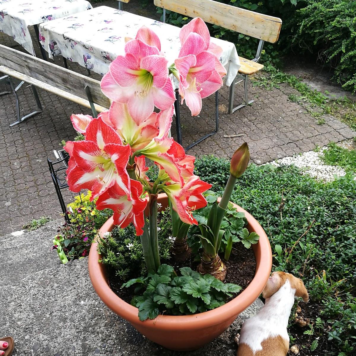 Restaurant "Dorfschänke Hetzenholz" in Much