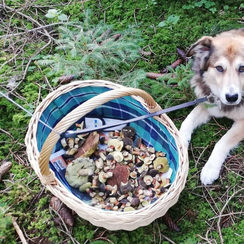 Restaurant "Pilzfleck Schmalwiesen" in  Schefflenz