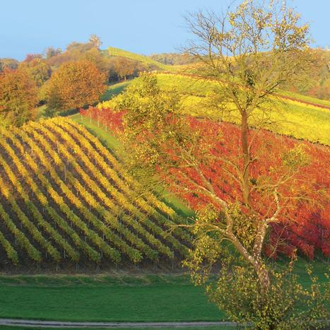 Restaurant "Gaststätte Zum Grünen Baum" in  Einersheim