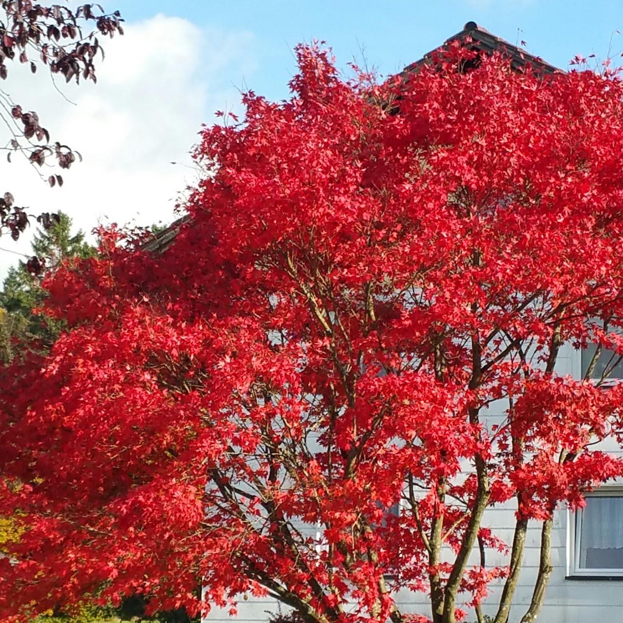 Restaurant "er Berghütt