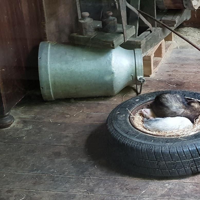 Restaurant "China-Viet-Thai Imbiss Thang Long" in  Hankensbüttel