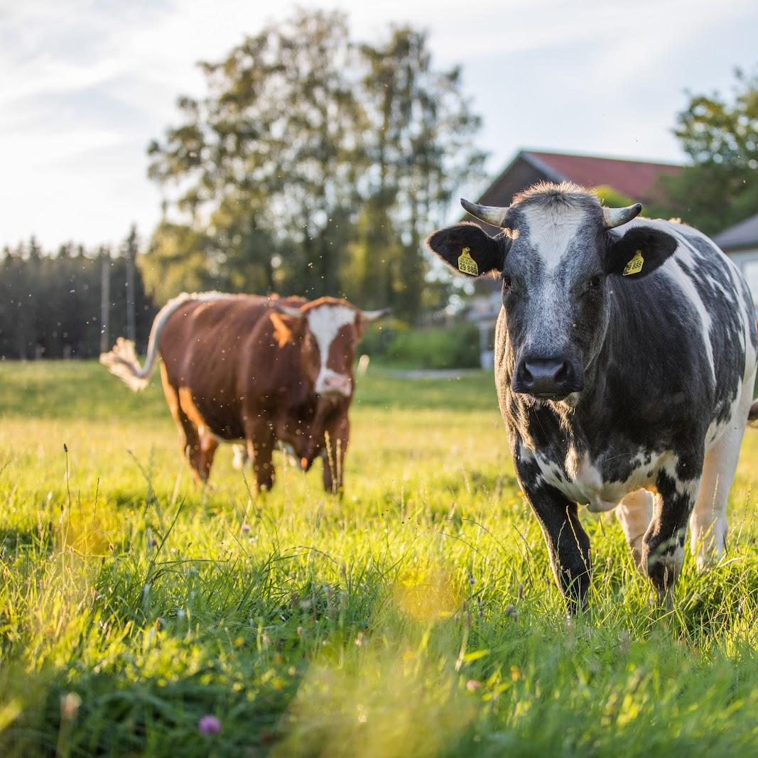 Restaurant "Ristorante Pizzeria forum italicum nuovo" in  See