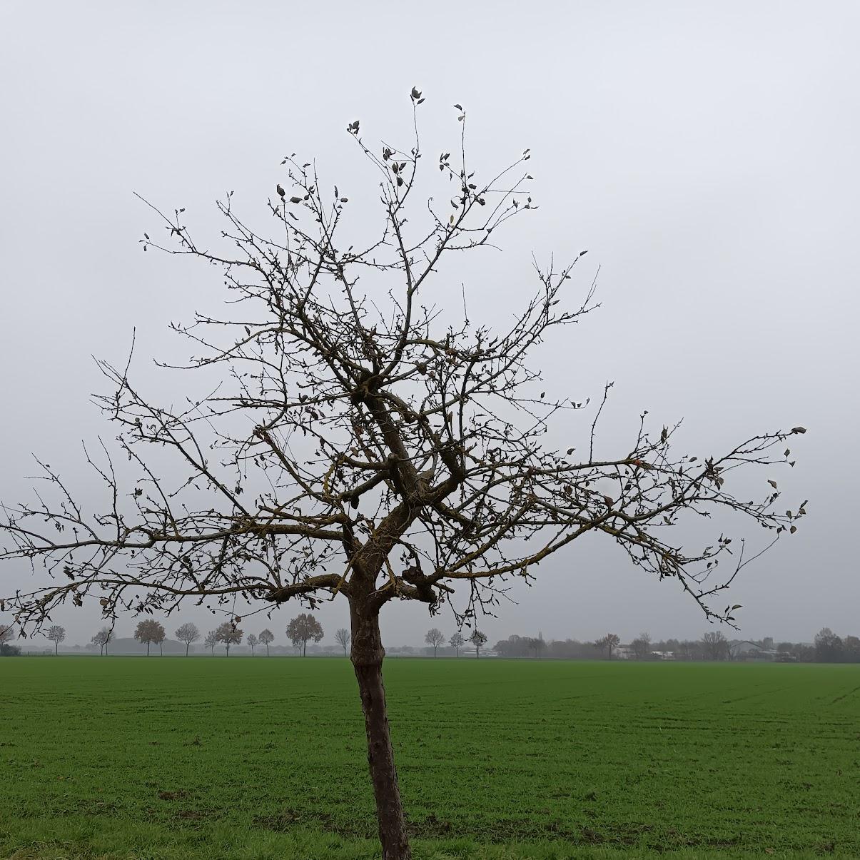 Restaurant "Gaststätte Deutsches Haus" in Rodewald