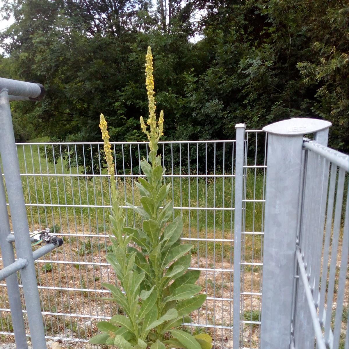 Restaurant "Gasthof Hirsch & Metzgerei Sing´ s PartyService, Herlikofen" in  Gmünd