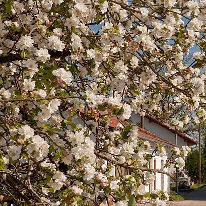 Restaurant "Imbiss Lindenthaler" in  Altdorf