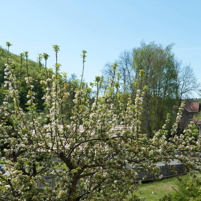 Restaurant "Brauereigasthof Rothenbach" in  Aufseß