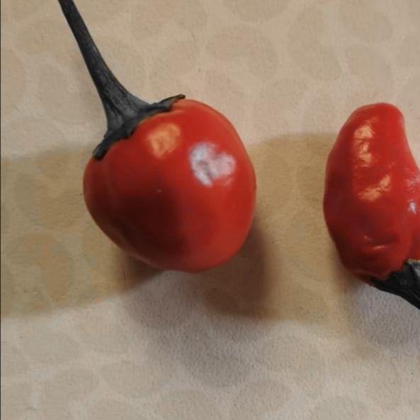 Restaurant "Big L‘s Pizzaservice" in  Delmenhorst