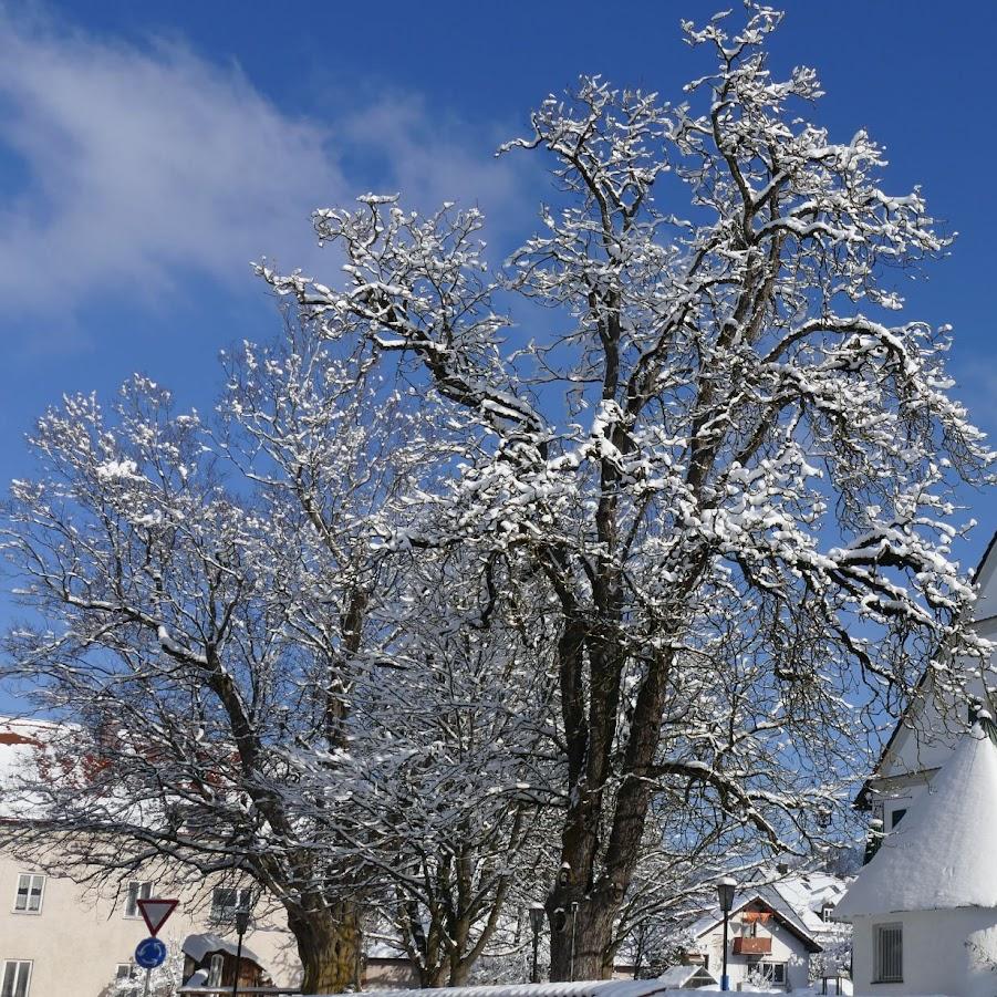 Restaurant "Munding Gasthof GmbH" in Krumbach (Schwaben)