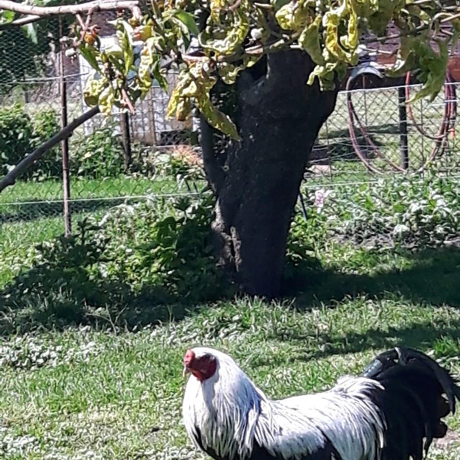 Restaurant "Athos Restaurant,Marina Charalampidou" in  Gützkow