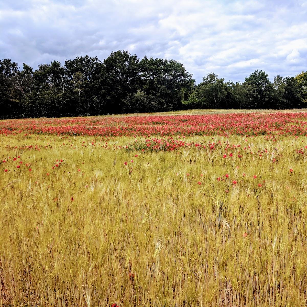 Restaurant "Asiatischer Imbiss" in  Andernach