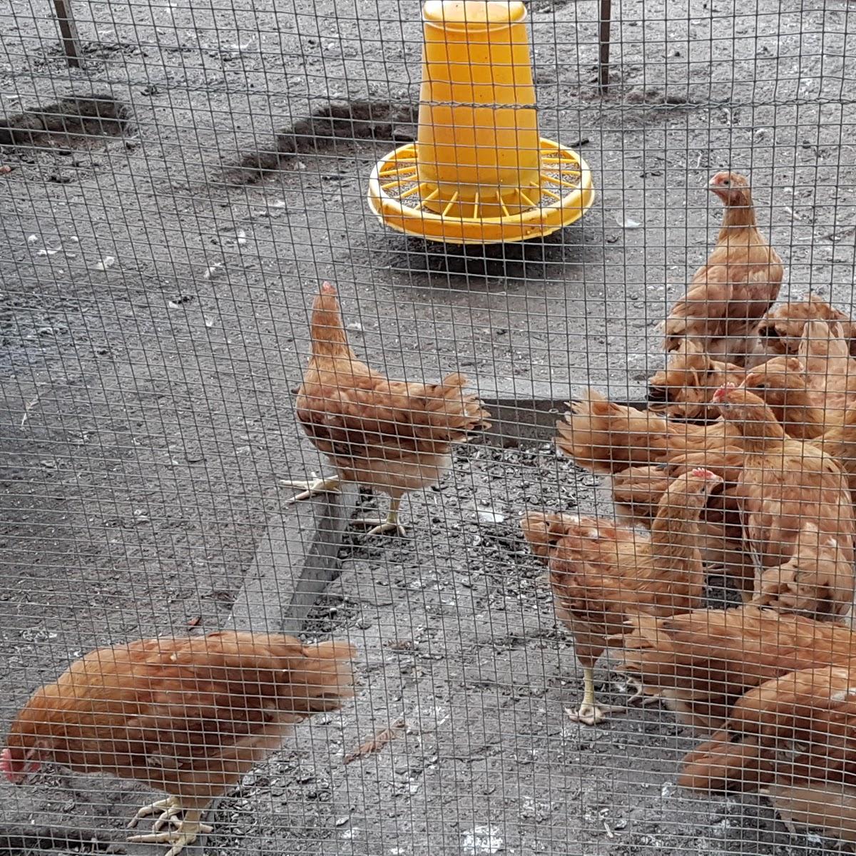 Restaurant "Burg  Restaurant" in  Wertheim