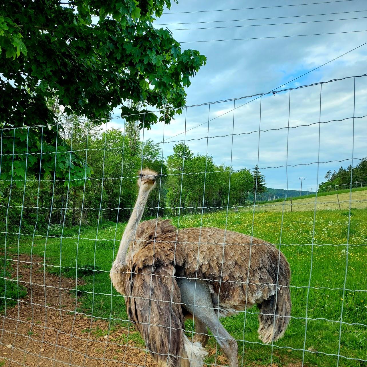 Restaurant "Landhaus Waldfrieden" in  Tengen