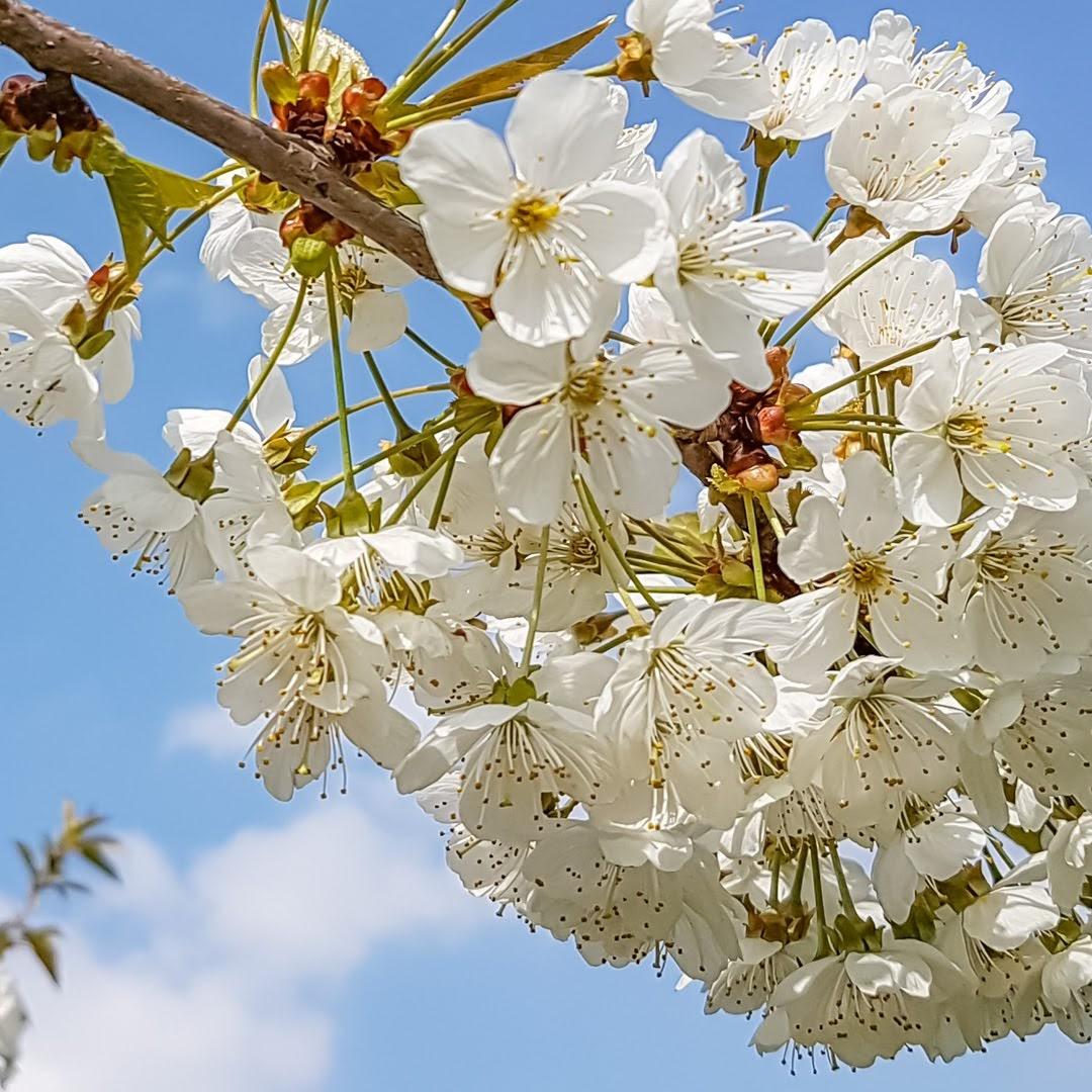 Restaurant "Helgas Biergarten" in  Deggendorf