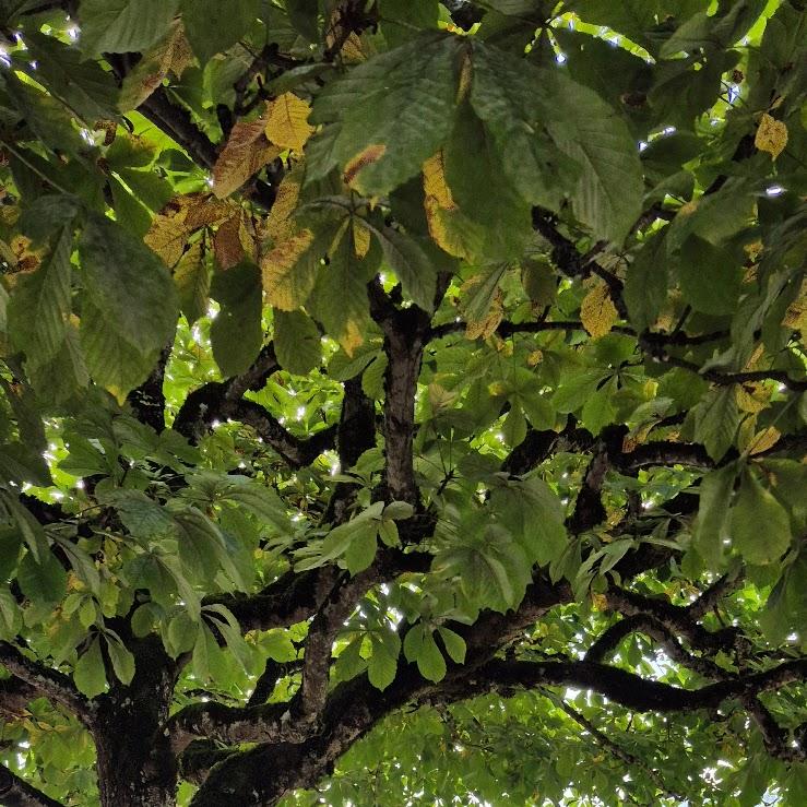 Restaurant "Berggasthof Hocheck" in Oberaudorf