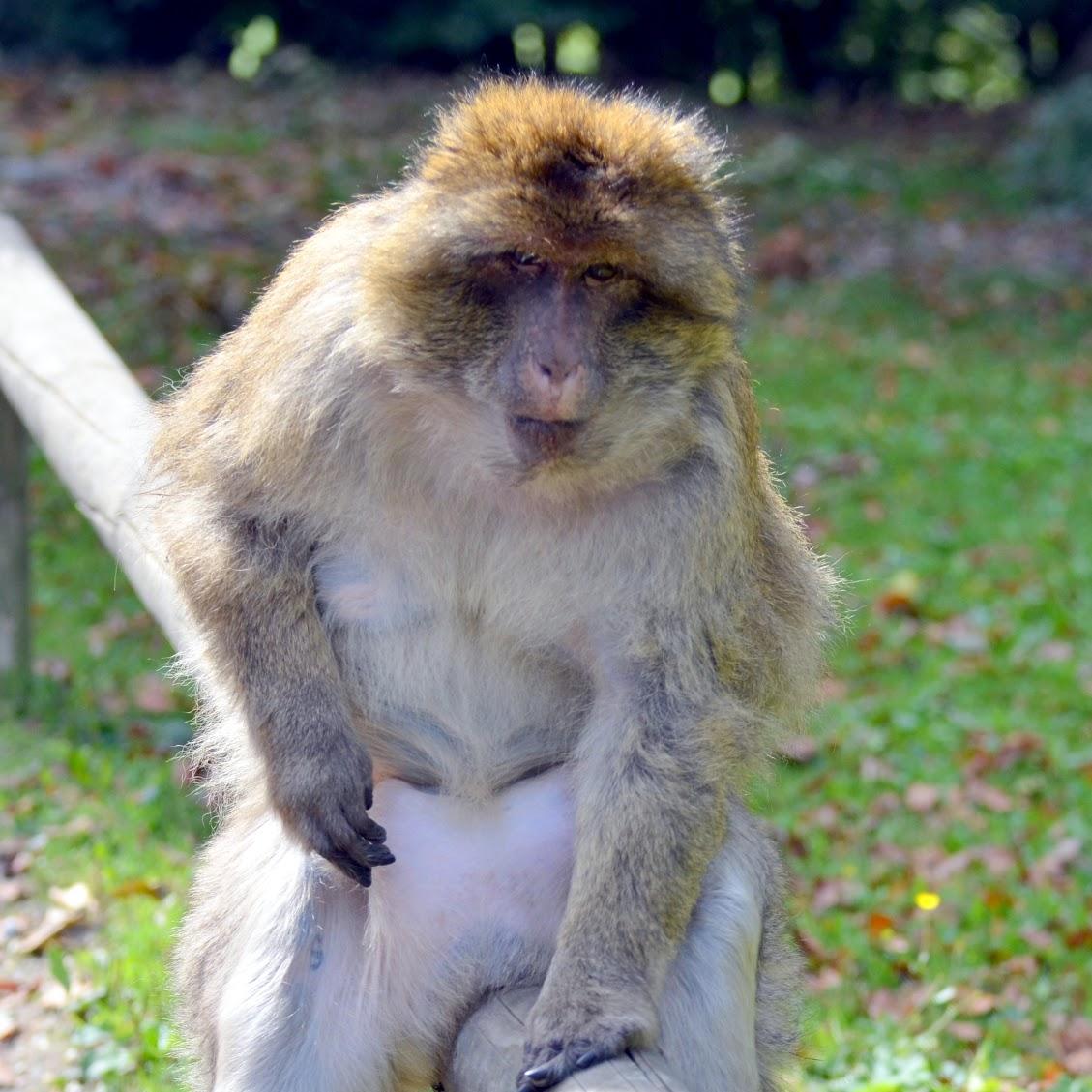 Restaurant "Futterplatz" in  Salem