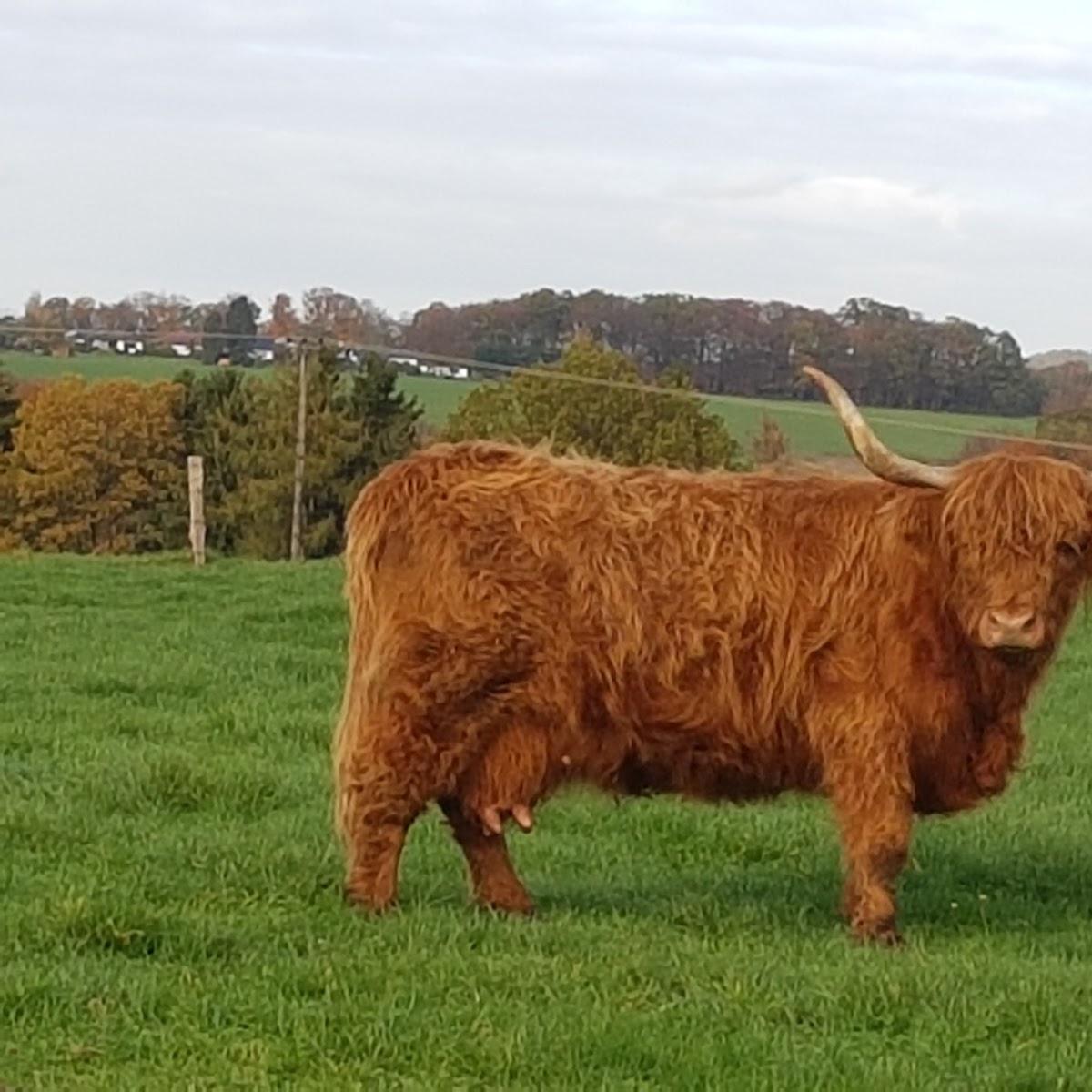 Restaurant "Gaststätte Zur Post" in  Neunkirchen-Seelscheid