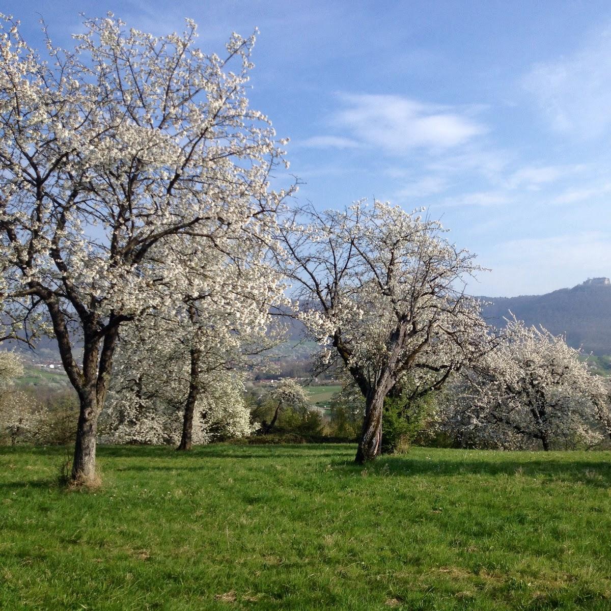 Restaurant "Sportplatz TSV Linsenhofen" in  Frickenhausen