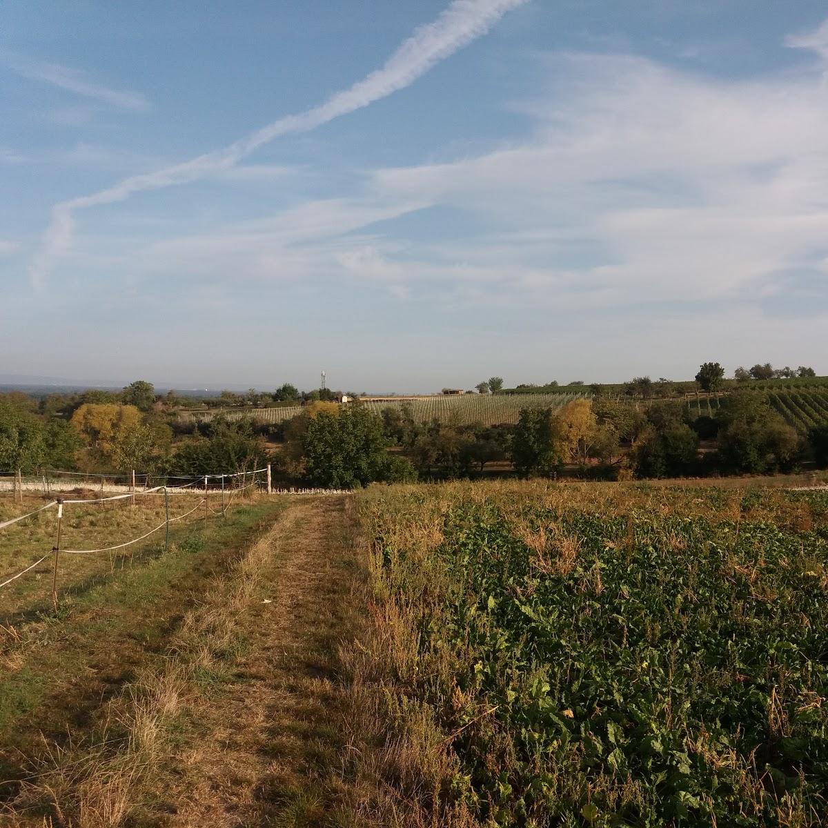 Restaurant "Gaststätte Bürgerhaus" in  Groß-Umstadt
