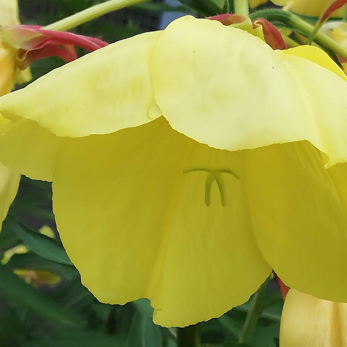 Restaurant "Romantica Tanzbetriebe GmbH" in  Dittelbrunn