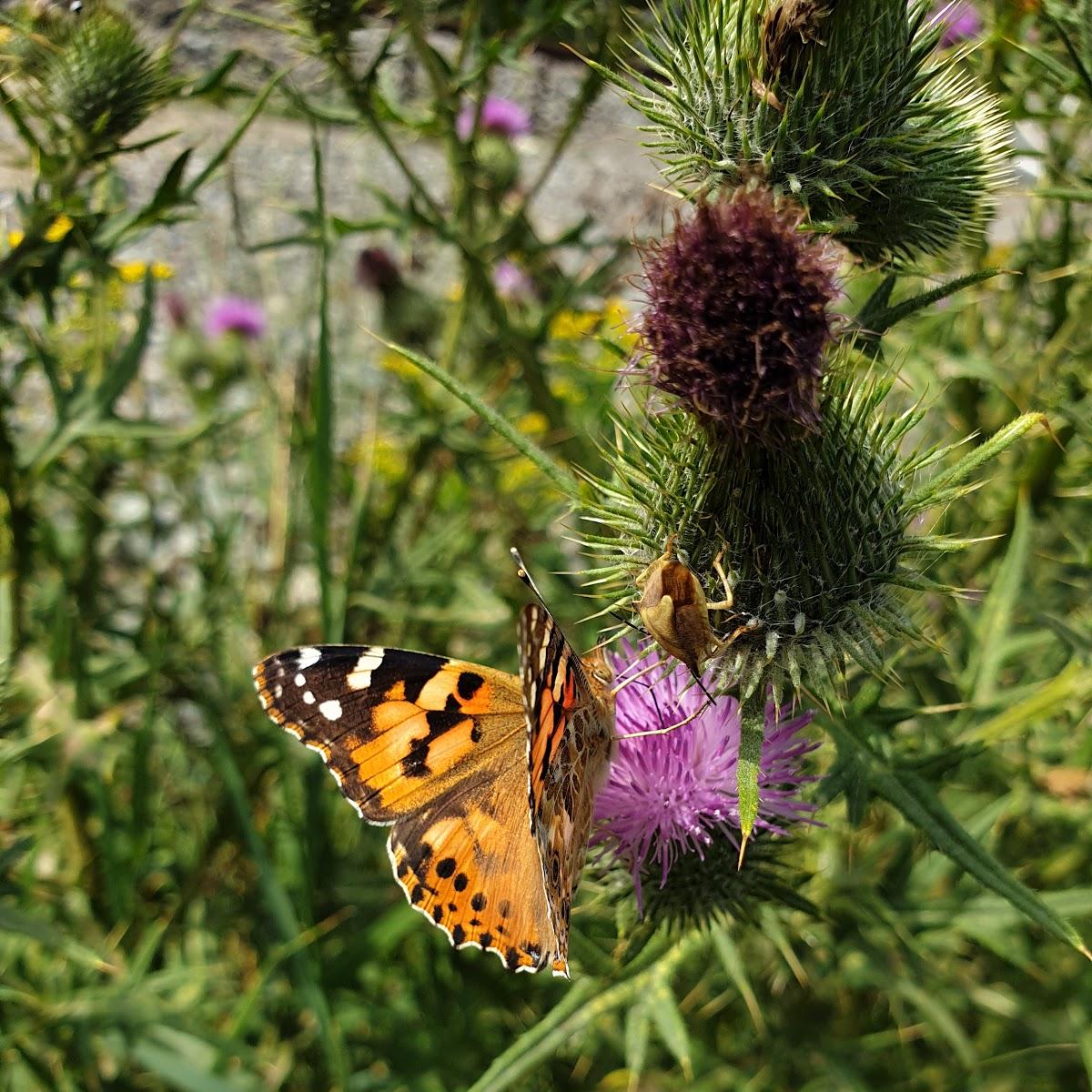 Restaurant "HUSCH Gastro UG" in  Driburg