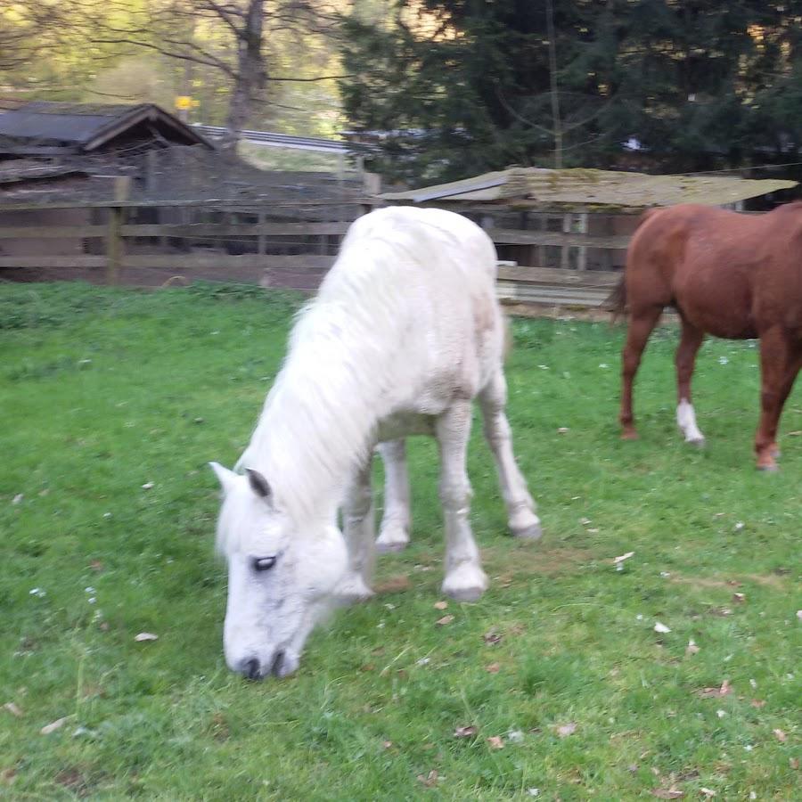 Restaurant "Hotel Tannenhof" in  Gackenbach