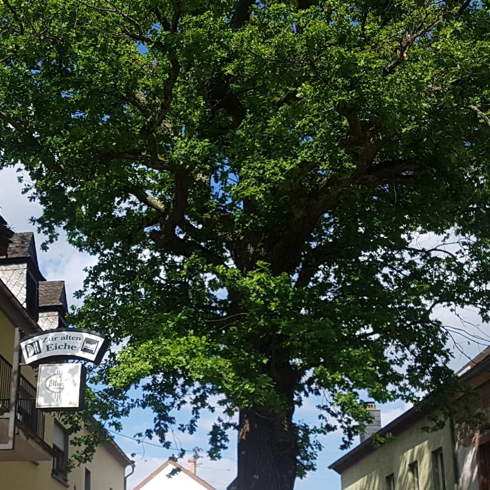 Restaurant "Zur alten Eiche" in  Maring-Noviand