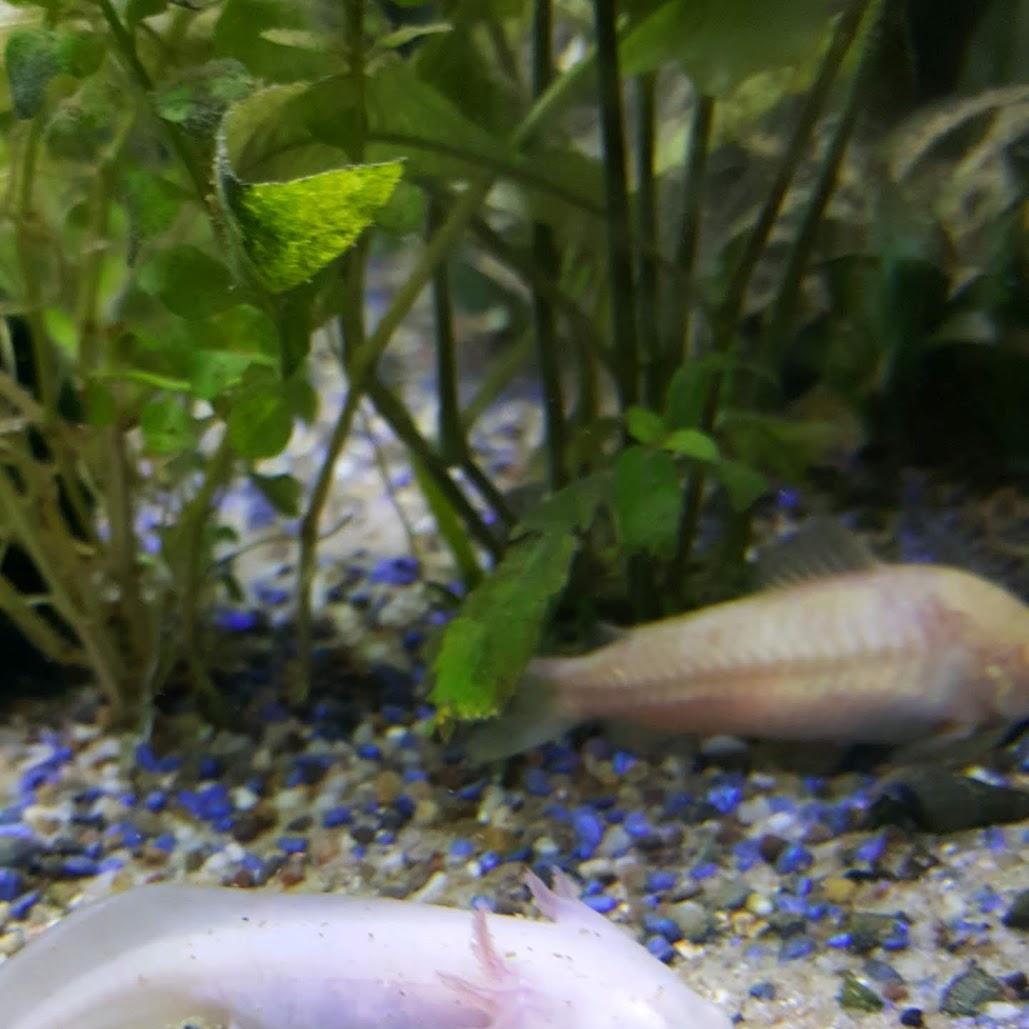 Restaurant "Kaplan" in  Wesel