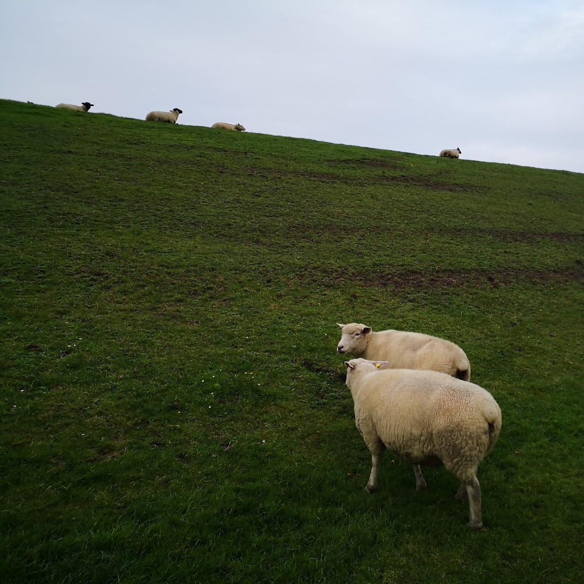 Restaurant "Ferienhaus Wiebke Weber" in  Tümlauer-Koog