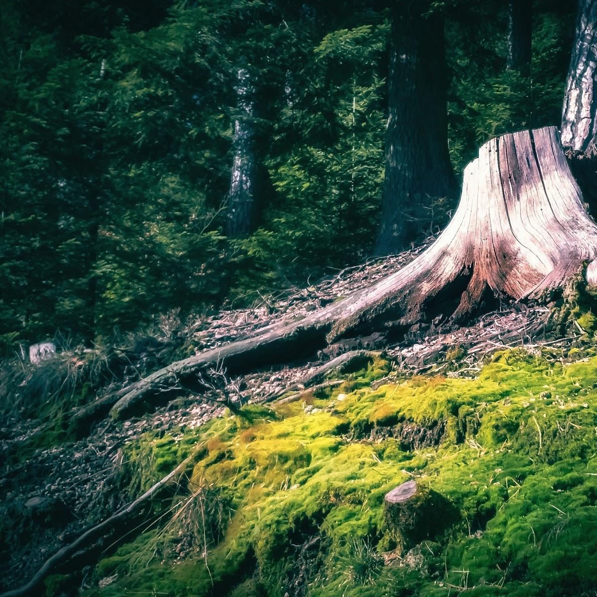 Restaurant "Gaststätte Sportheim" in  Alpirsbach