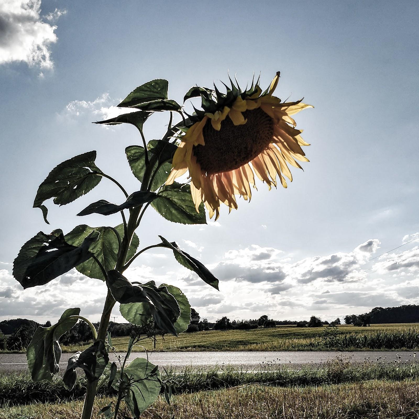 Restaurant "Gasthof Neuwirtshaus" in Mainhardt
