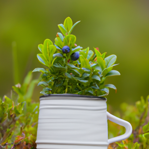 Heidelbeer Becher Rezept