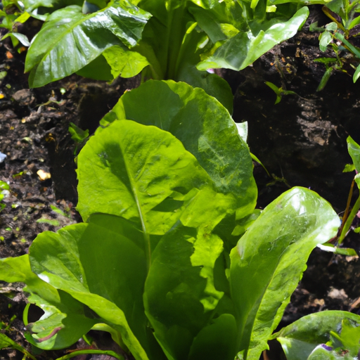 Green Garden Salat